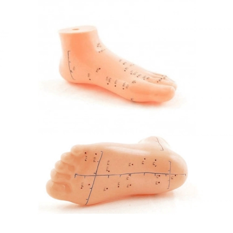 Akupunktur Eğitim Ayak Maketi Anatomik Refleksoloji Nokta Gösterim Modeli Eğitim Maketi Akupunktur Eğitim Ayak Maketi Anatomik Refleksoloji Nokta Gösterim Modeli Eğitim Maketi